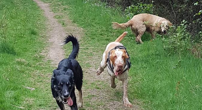 countryside dog daycare