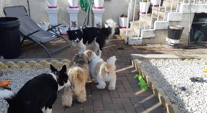 jeannie's doggy daycare