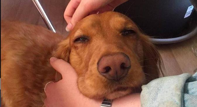 jeannie's doggy daycare