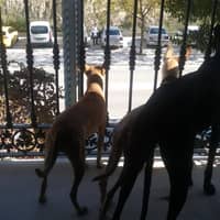 Sitter Profile Image: Araceli S.