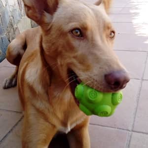 Sara F.
