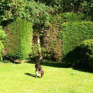 Sitter Profile Image: Tania A.