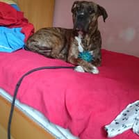 Foto de perfil del cuidador: Amanda P.