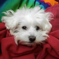 Foto del cuidador: Laura B.