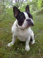 Photo de profil du pet sitter : Raquel A.