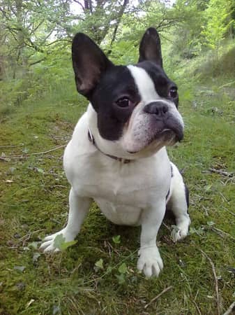 Photo de profil du pet sitter : Raquel A.