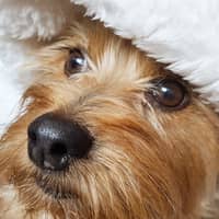 Sitter Profile Image: Bryony D.