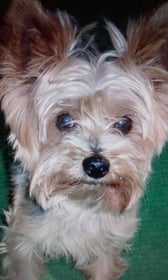 Image 0