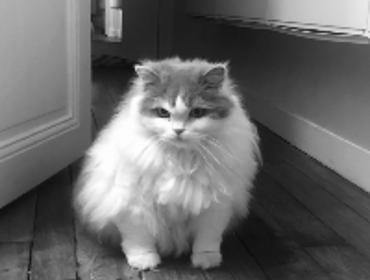 Image 0