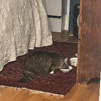 Image 0