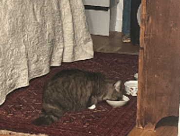 Image 0