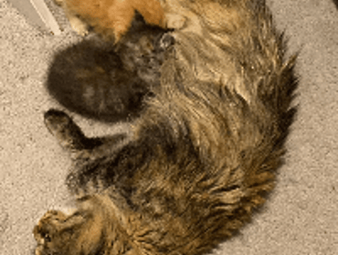 Image 0