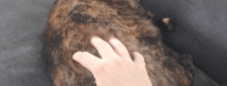 Image 0