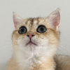 mediablock image