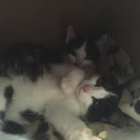 Image 0
