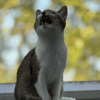 mediablock image