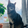 Profilbild