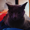 Profilbild