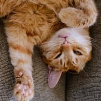 Sitterprofilbild: Angelo C.