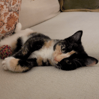 Sitter Profile Image: Laura S.