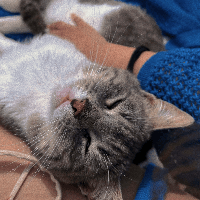 Sitterprofilbild: Heyao S.