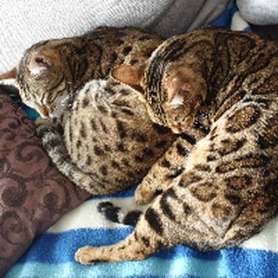 Profilbild