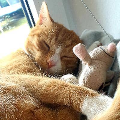 Profilbild