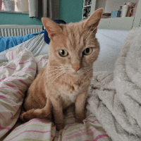 Sitterprofilbild: Nadine D.