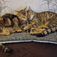 Sitterprofilbild: Andrea K.