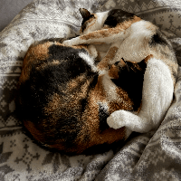 Sitterprofilbild: Sophie H.