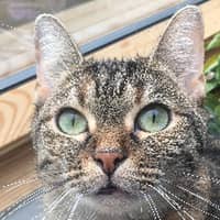 Sitterprofilbild: Elio P.