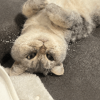 Sitterprofilbild: Hui Z.