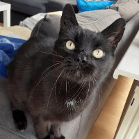 Sitterprofilbild: Sarah S.