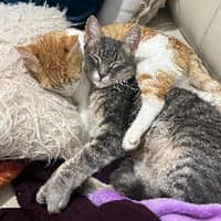 Photo de profil du pet sitter : Sabrina B.