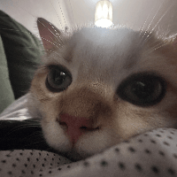 Sitterprofilbild: Valerie Z.