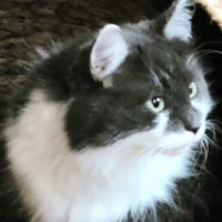 Sitter Profile Image: Fran S.