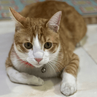 Sitterprofilbild: Fateme K.