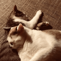 Sitterprofilbild: Rebekka S.