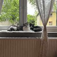 Profilbild