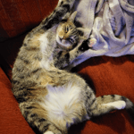 Sitter Profile Image: Madeleine B.