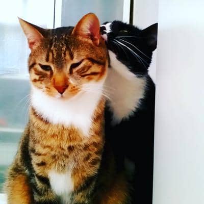 Profilbild