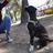 Mila, dog sitter a Pescara del Tronto, AP, Italia