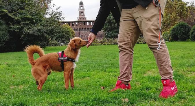 Giochi, coccole e aria aperta❤️, dog sitter a Gorgonzola, MI, Italia