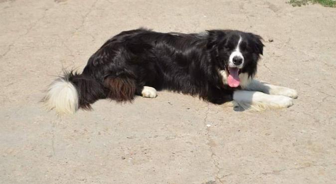 Attenzioni, coccole e passeggiate, dog sitter a Ladispoli