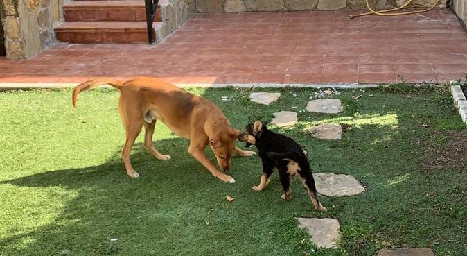 Donde tu perro solo puede disfrutar, canguro en Daganzo de Arriba, España