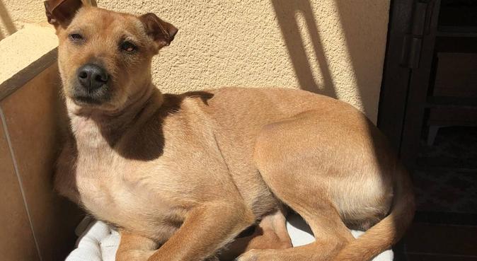 Paraíso perruno cargado de amor incondicional, dog sitter in Torremolinos, España