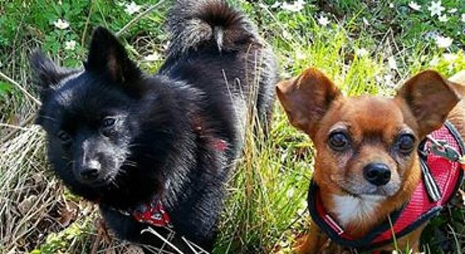 Naturnära aktiviteter & hemmiljö för små hundar, hundvakt nära Älta