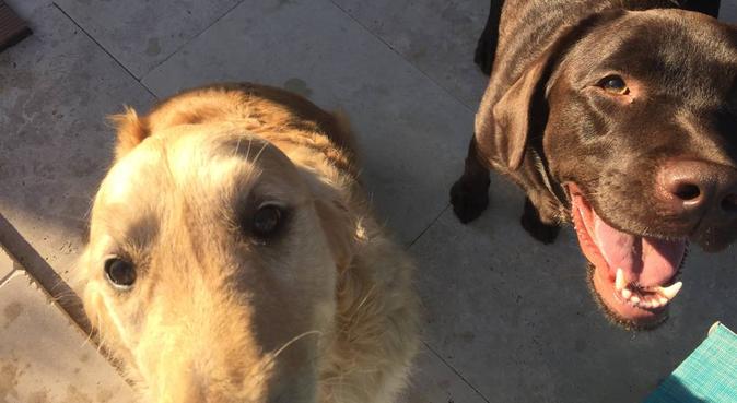 UN foyer chaleureux et plein de vie, dog sitter à Nîmes, France