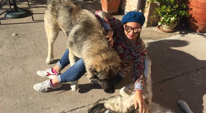 Coccole e corse per amici pelosoni 😍, dog sitter a Rimini