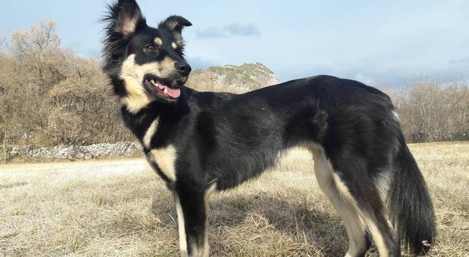 Tante passeggiate, giochi e coccole assicurate!, dog sitter a Trento